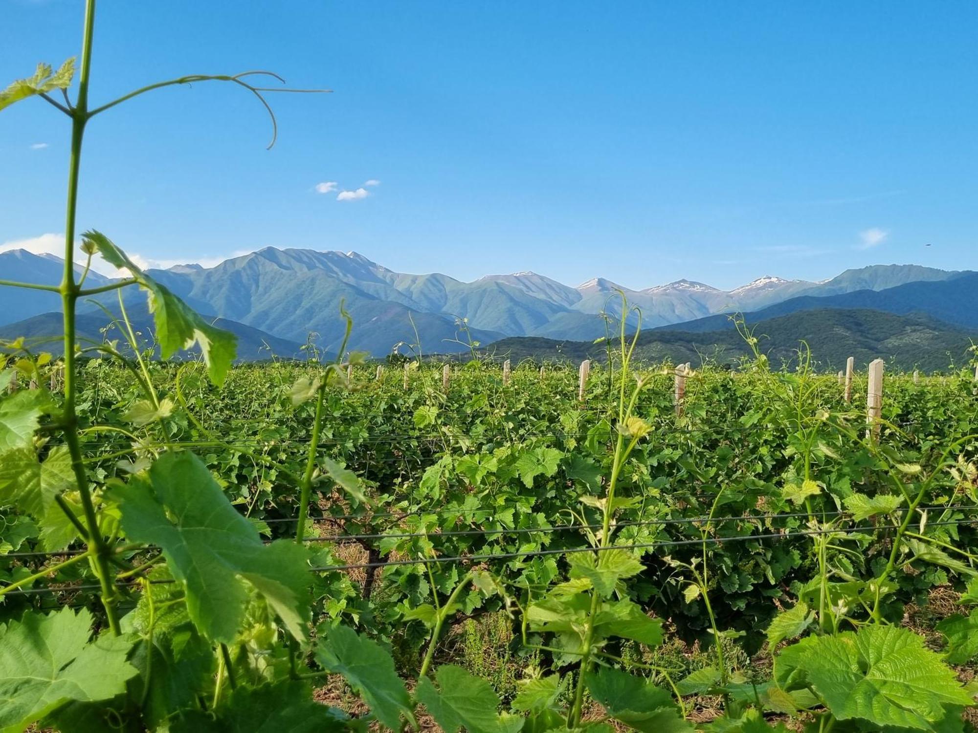 Chateau Davitiani Shilda エクステリア 写真